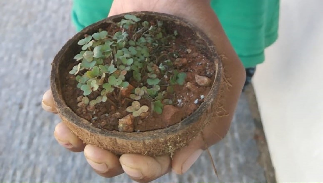 Experiential Learning - Reusing coconut shells to grow plants